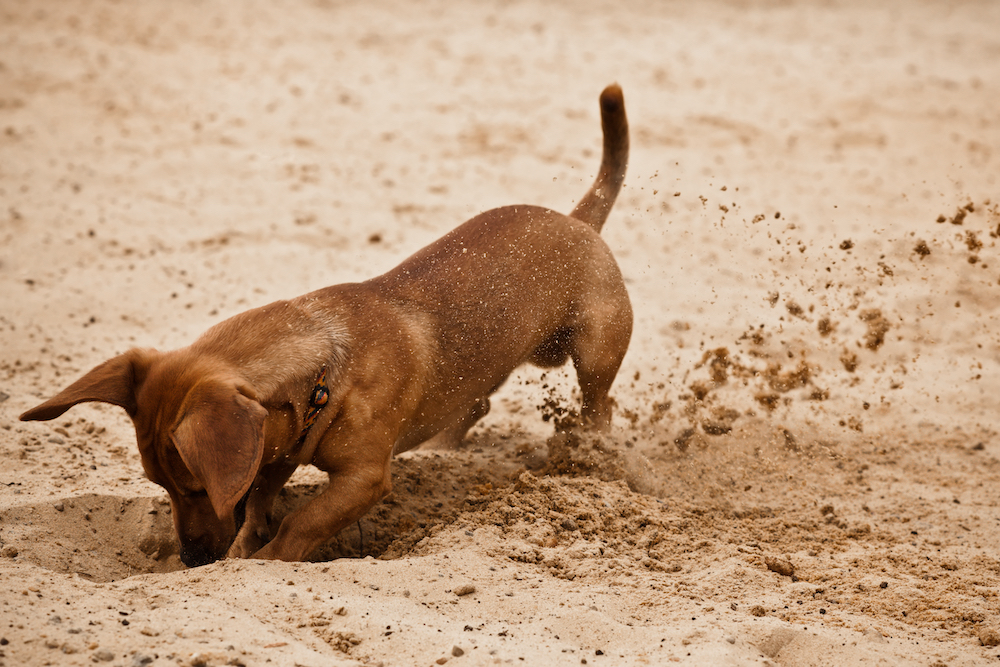 why does my dog dig holes