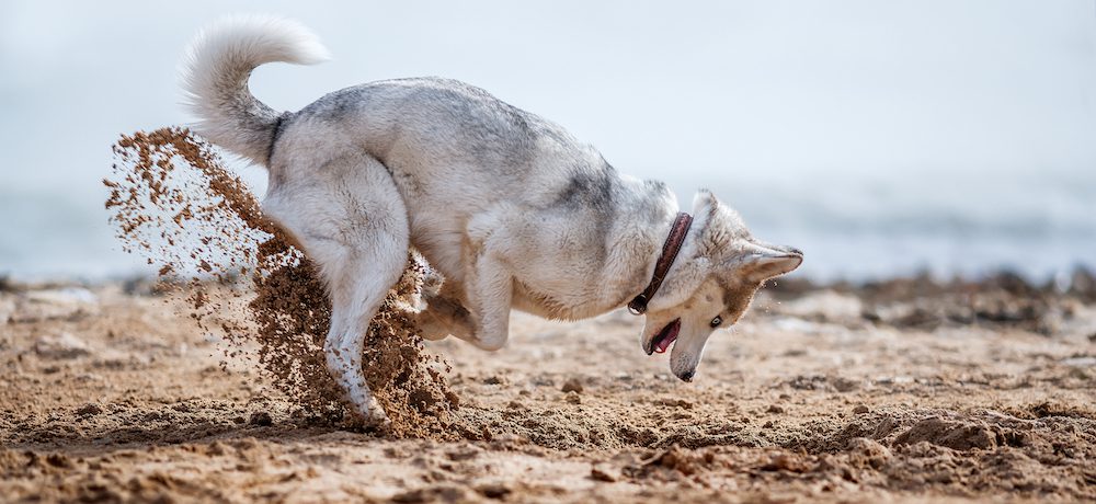 what does it mean when a dog digs