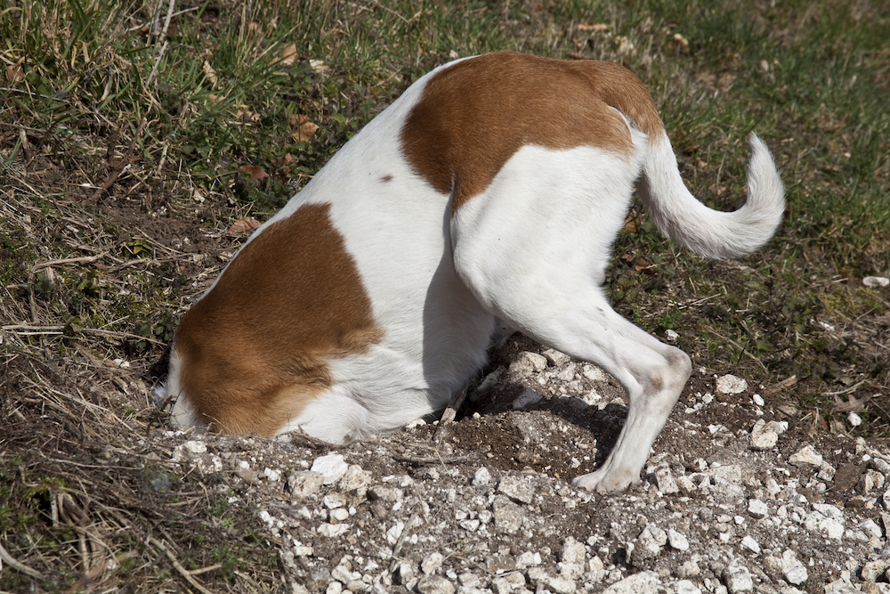 why does my dog dig holes