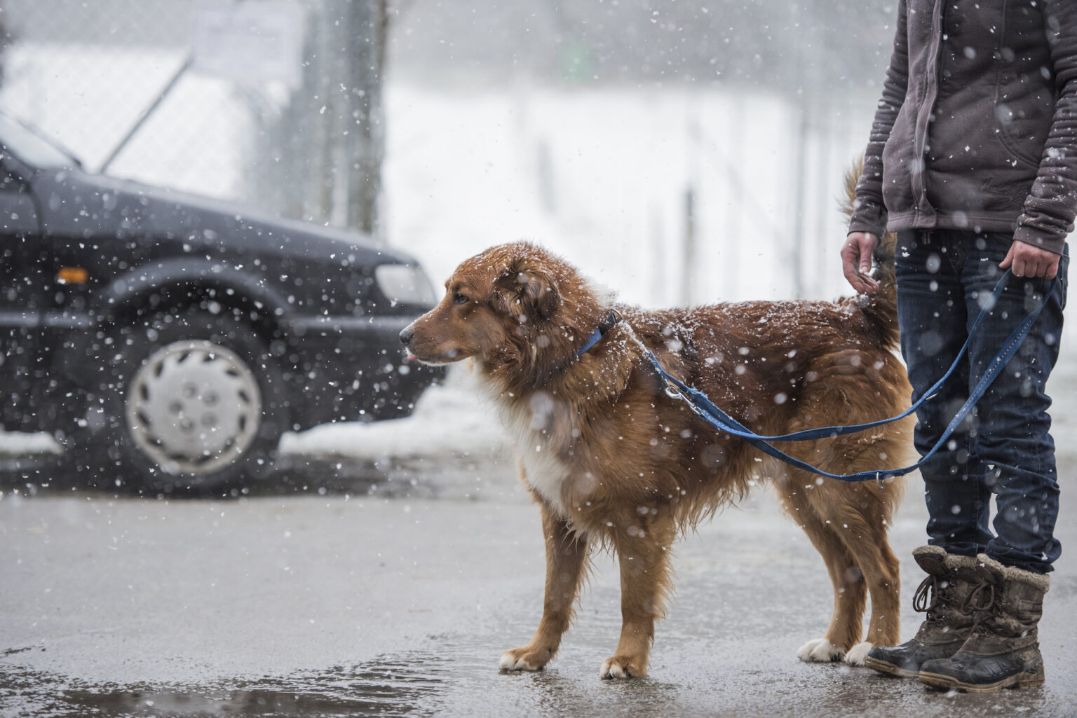 Do Dogs Need Boots For Snow and Cold Weather?