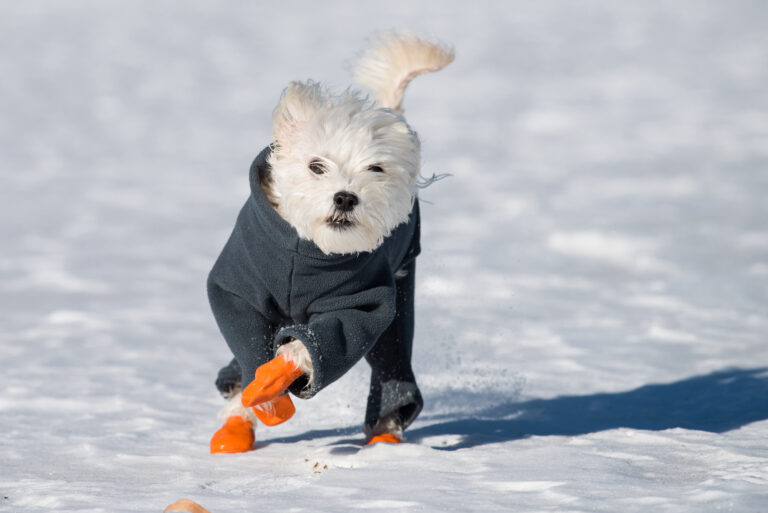 Dog with snow boots 2025
