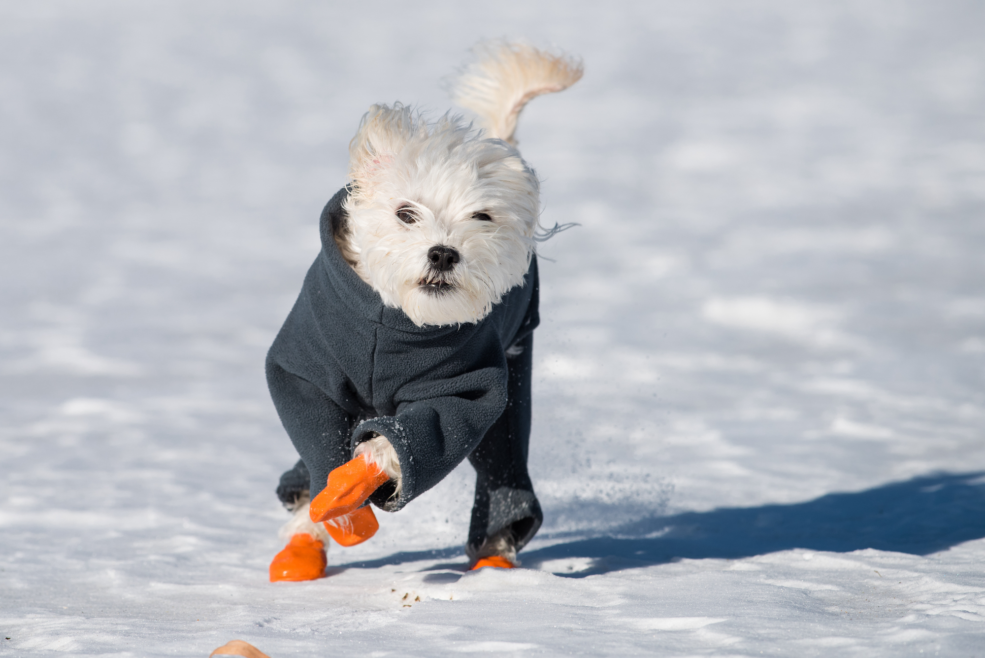 can a dogs paws freeze