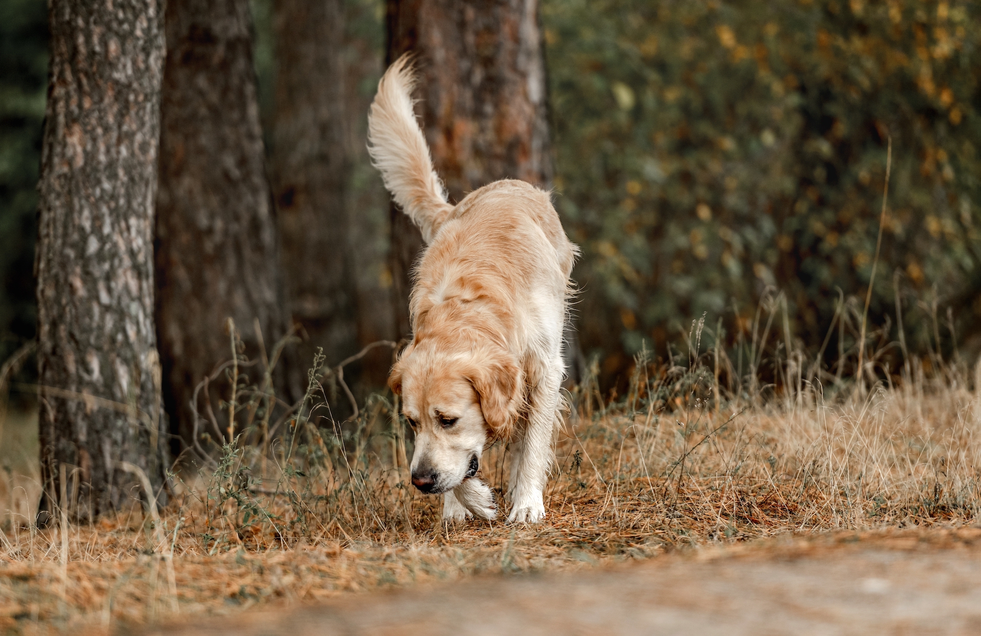 why do dogs watch you while they poop