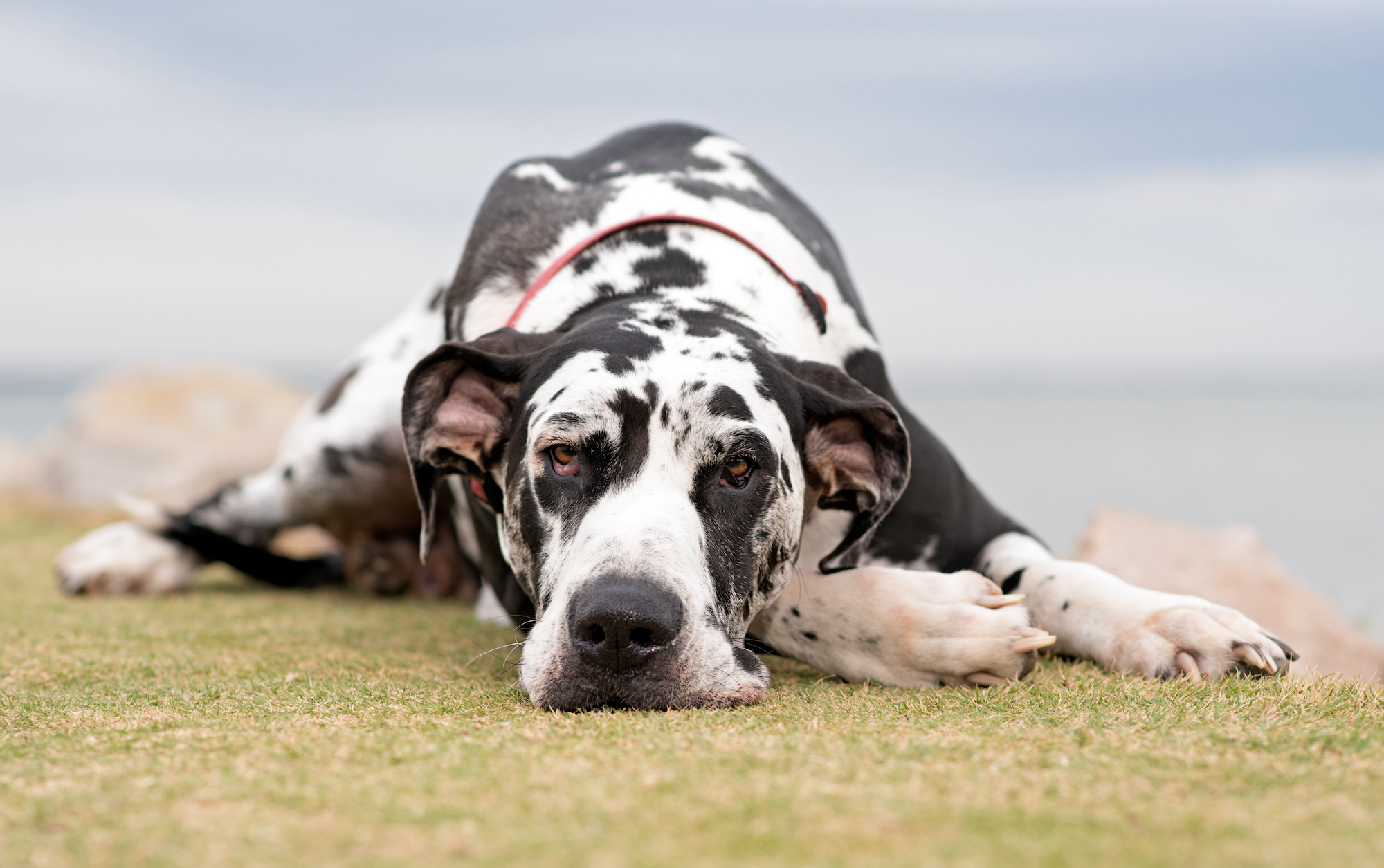 is a great dane a good pet