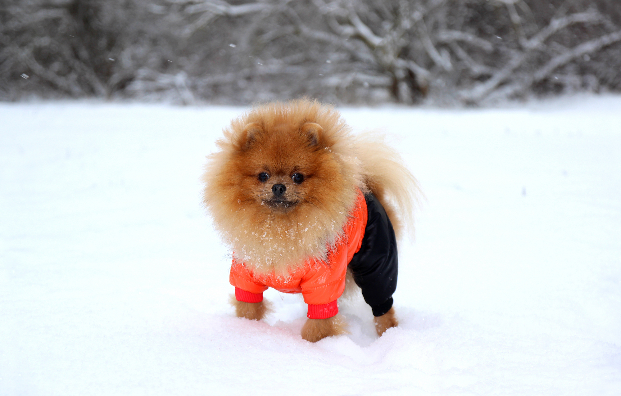 Do Dogs Need Boots For Snow and Cold Weather?
