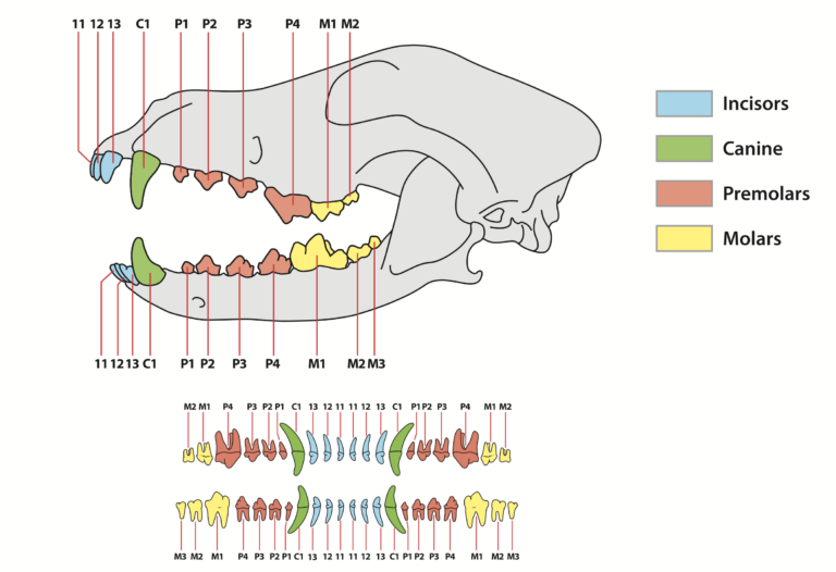 what are canine teeth called in humans