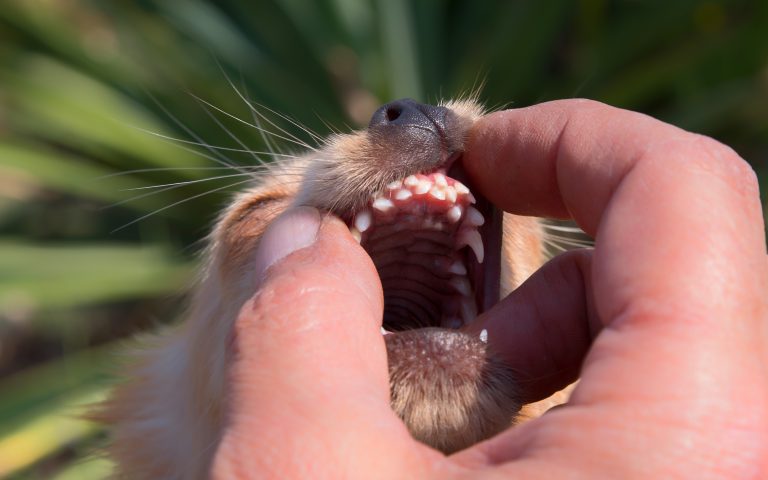 retained deciduous teeth in a small dog's mouth