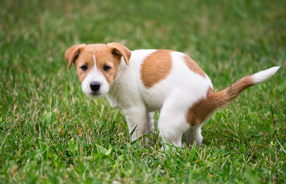 why dogs eat their feces