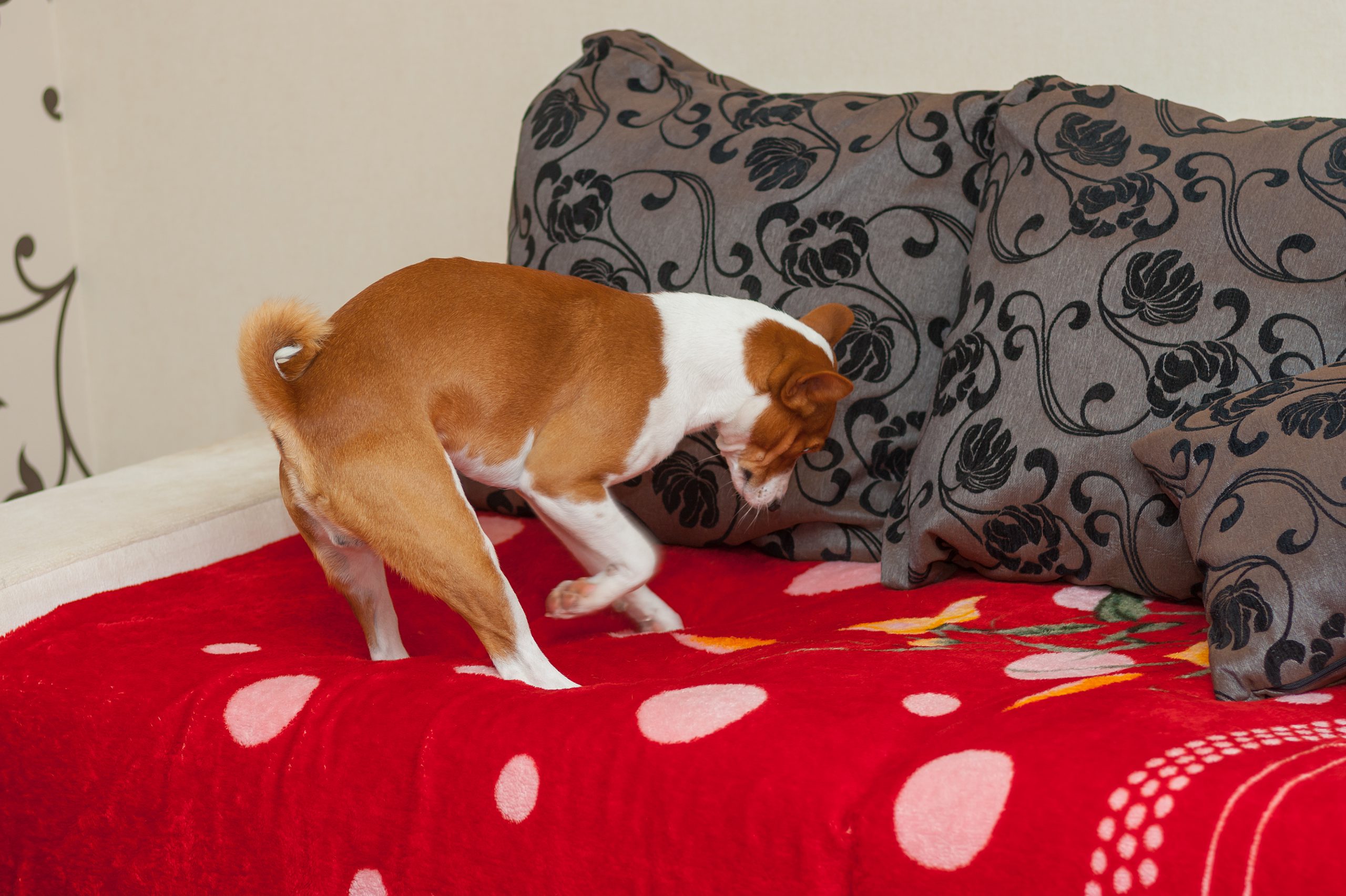 You Asked: Why Do Dogs Dig Carpet?