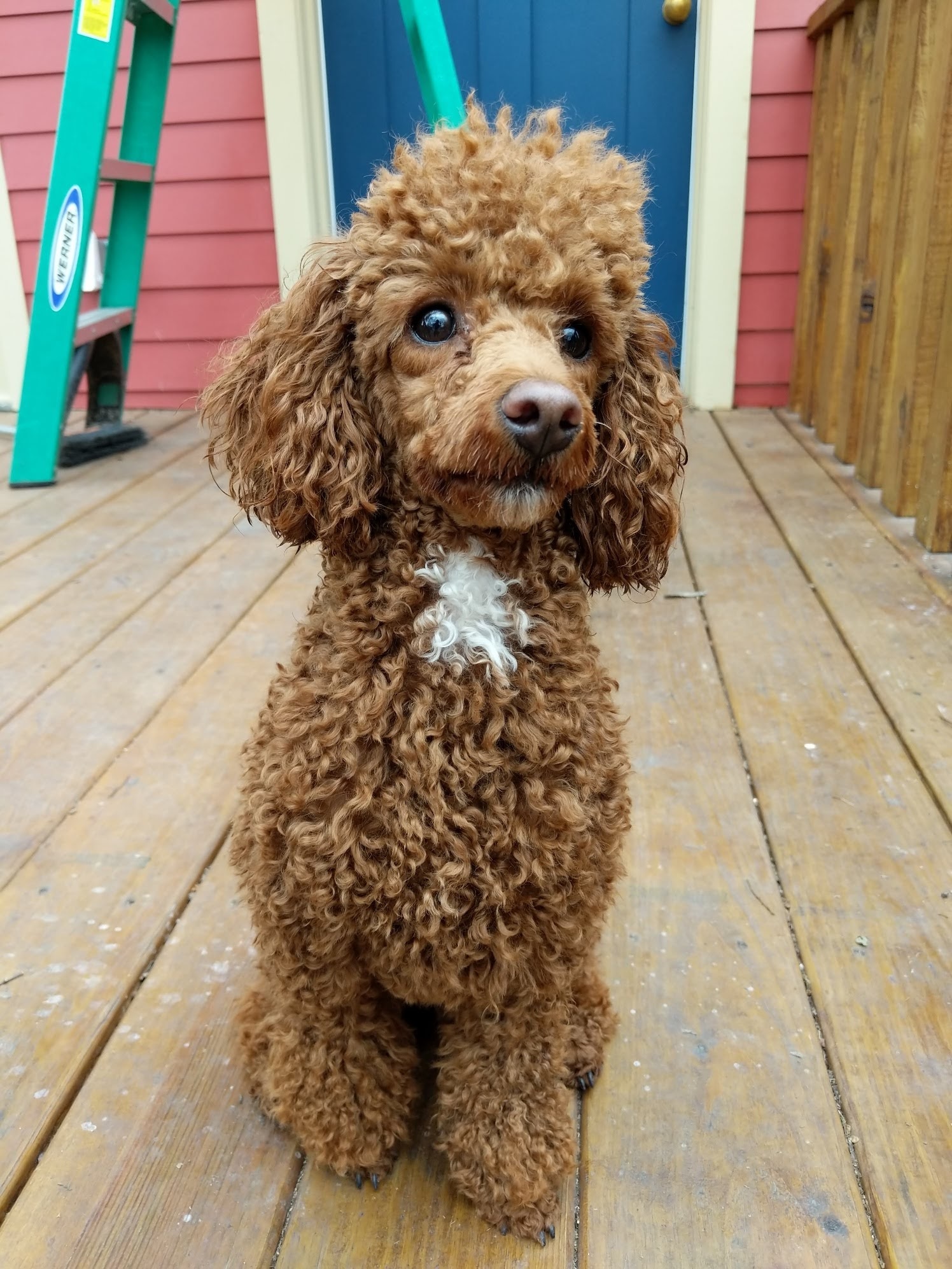 Facts Every Toy Poodle Owner Should Know