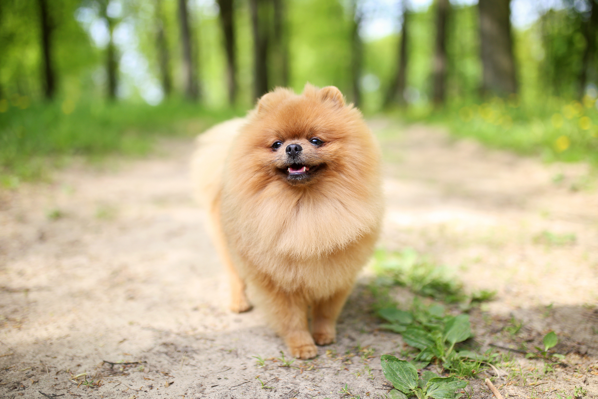 when can i bathe my pomeranian puppy