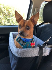 chihuahua mix sitting in an elevated car seat