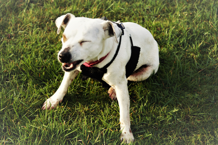 how do you treat a sneezing dog