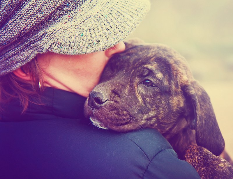 Do Dogs Like Hugs? We Embrace The Big Debate
