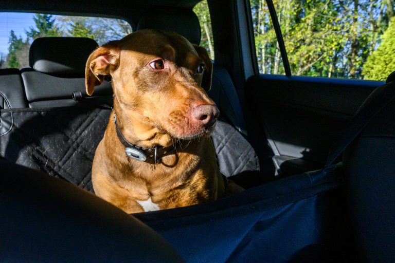 dog sitting in backseat of car looking unsure