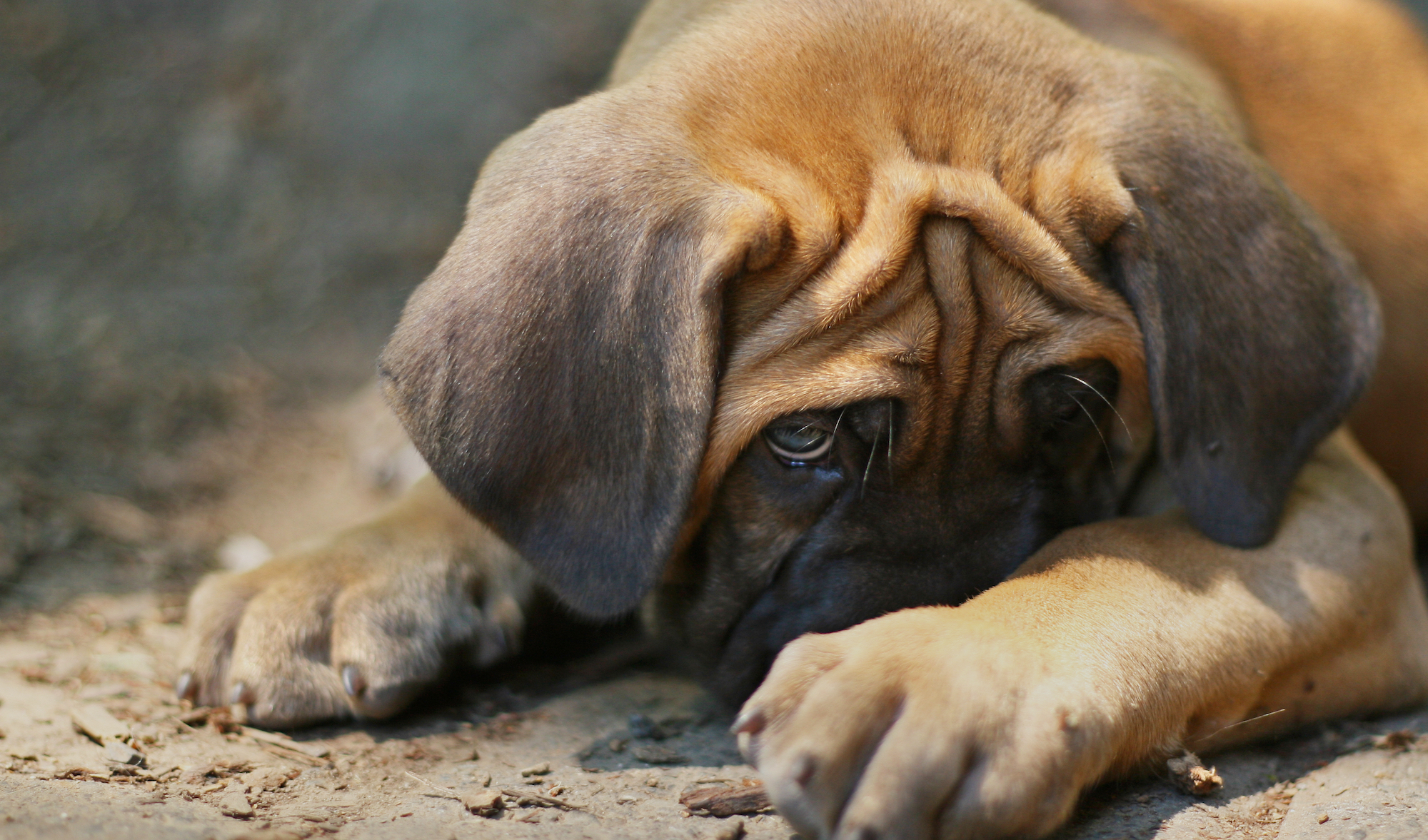 Dogs and Marijuana Is Pot Toxic for your Dog? The Farmer's Dog