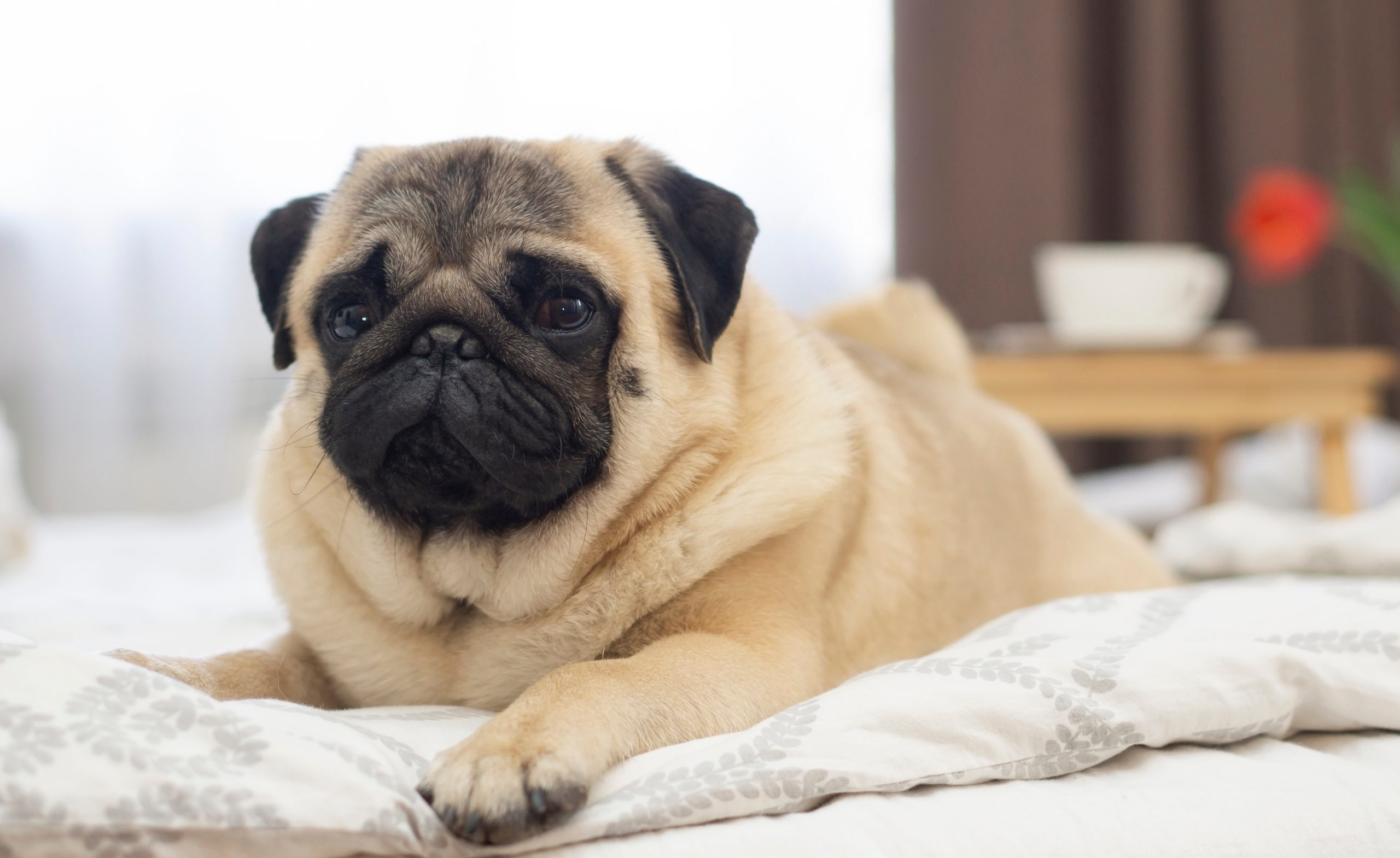 The Pug Care Guide: Personality, History, Food, and More - The Farmer's Dog