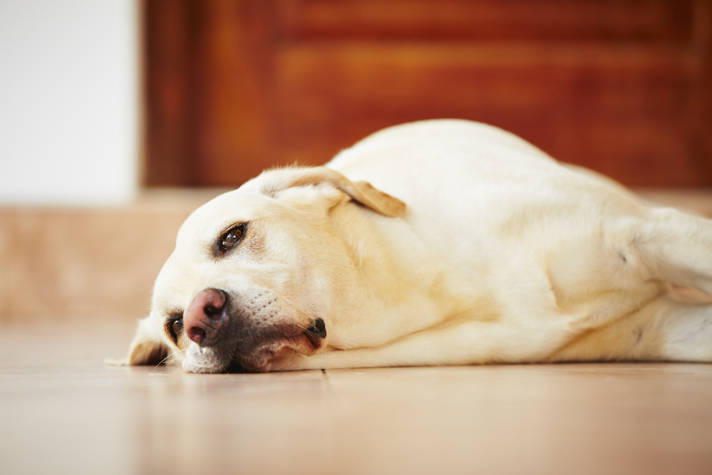 Dog Diarrhea Treatment Home Remedies For Diarrhea And Upset Stomach