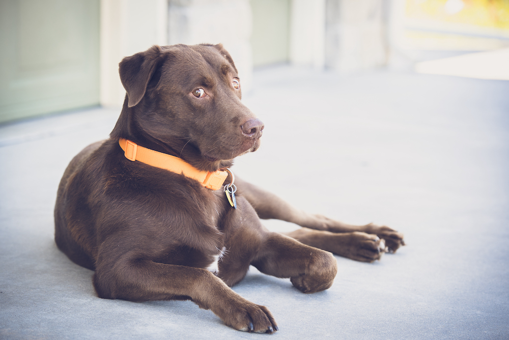 Does My Dog Like Me? The Farmer's Dog