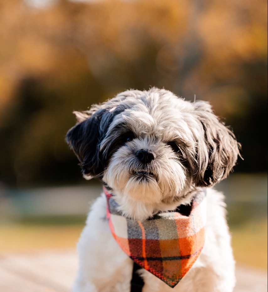 The Shih Tzu Guide: History, Personality, Food, Training, Care, and More -  The Farmer's Dog