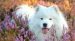 The Samoyed Care Guide: Personality, History, Training, Food, and More