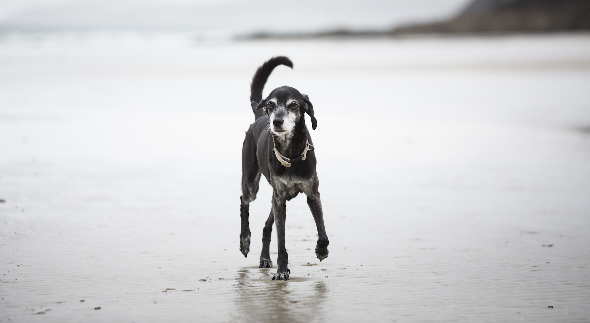 what age do dogs need less exercise