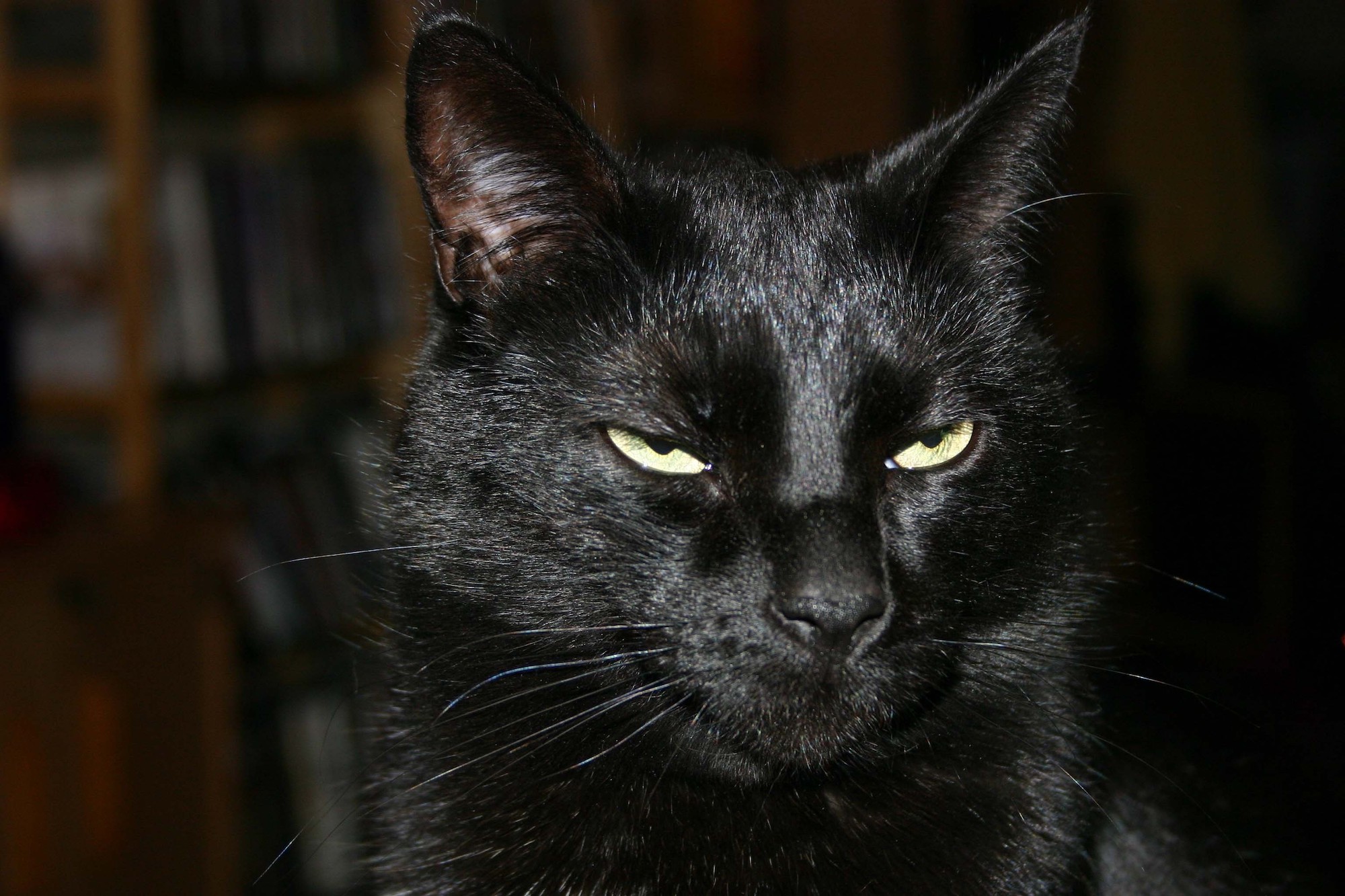 Can Dogs Eat Cat Food 