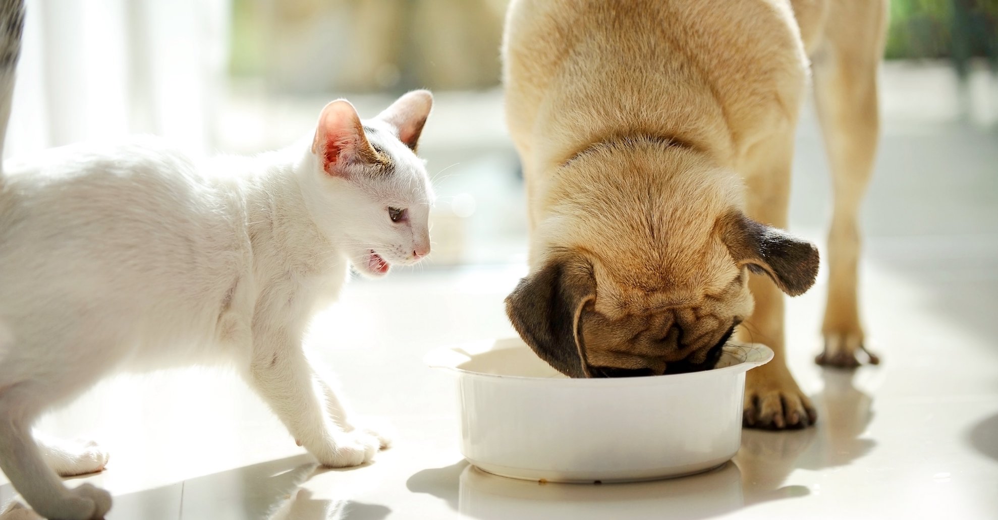 Can Dogs Eat Cat Food 