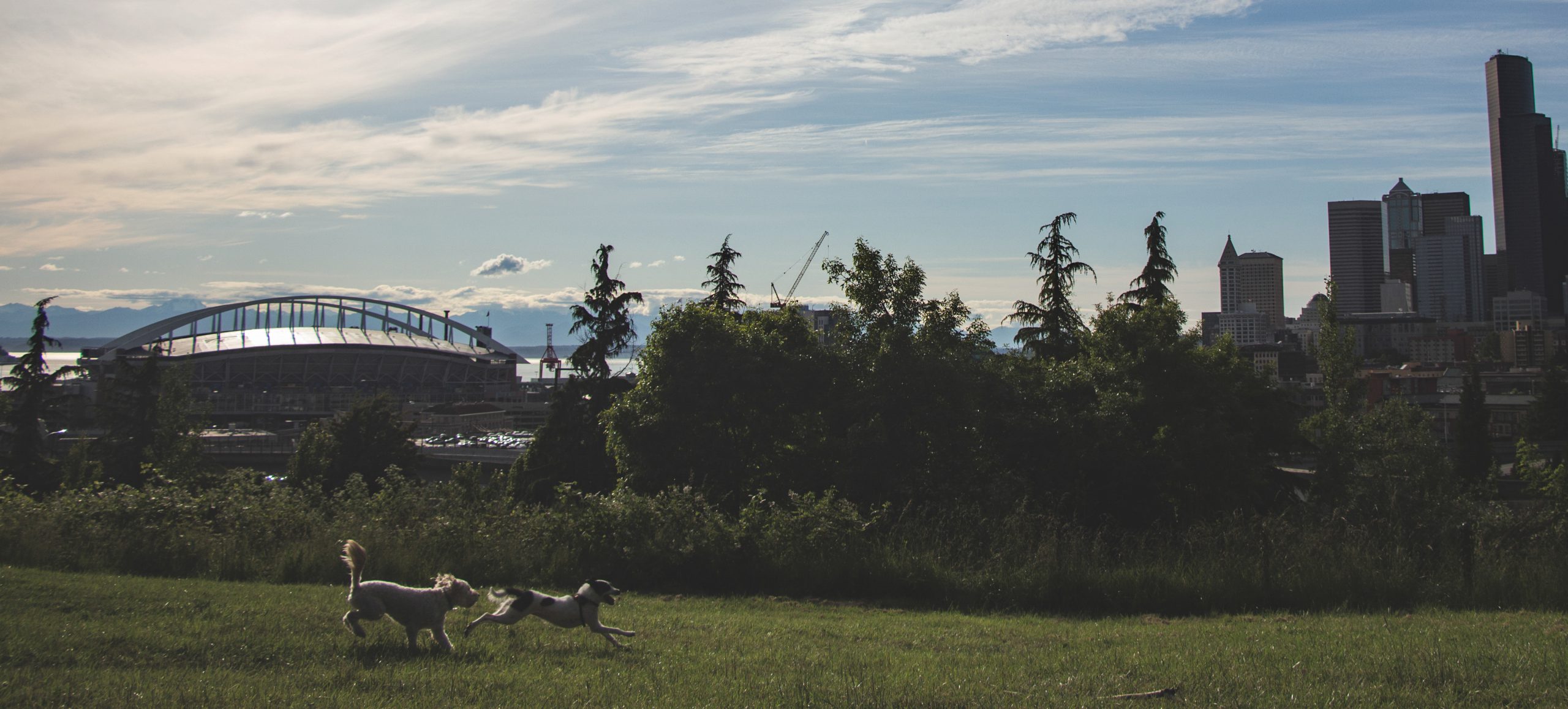The Dog Person’s Guide to Seattle