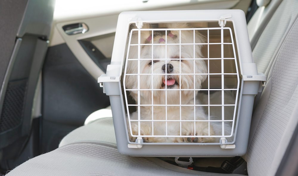 How to Make a Disaster Plan for Your Dog