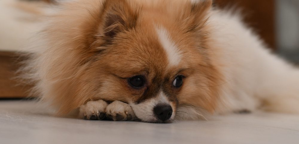 What It Means if There’s Blood in Your Dog’s Stool