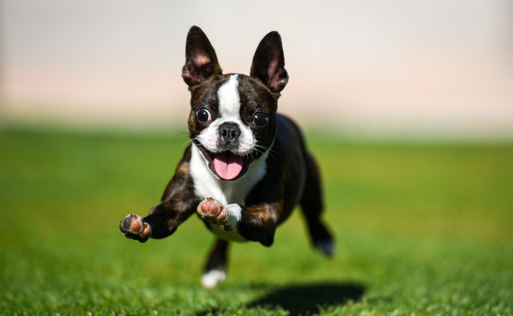 How Often Should A Dog Poop The Farmer s Dog