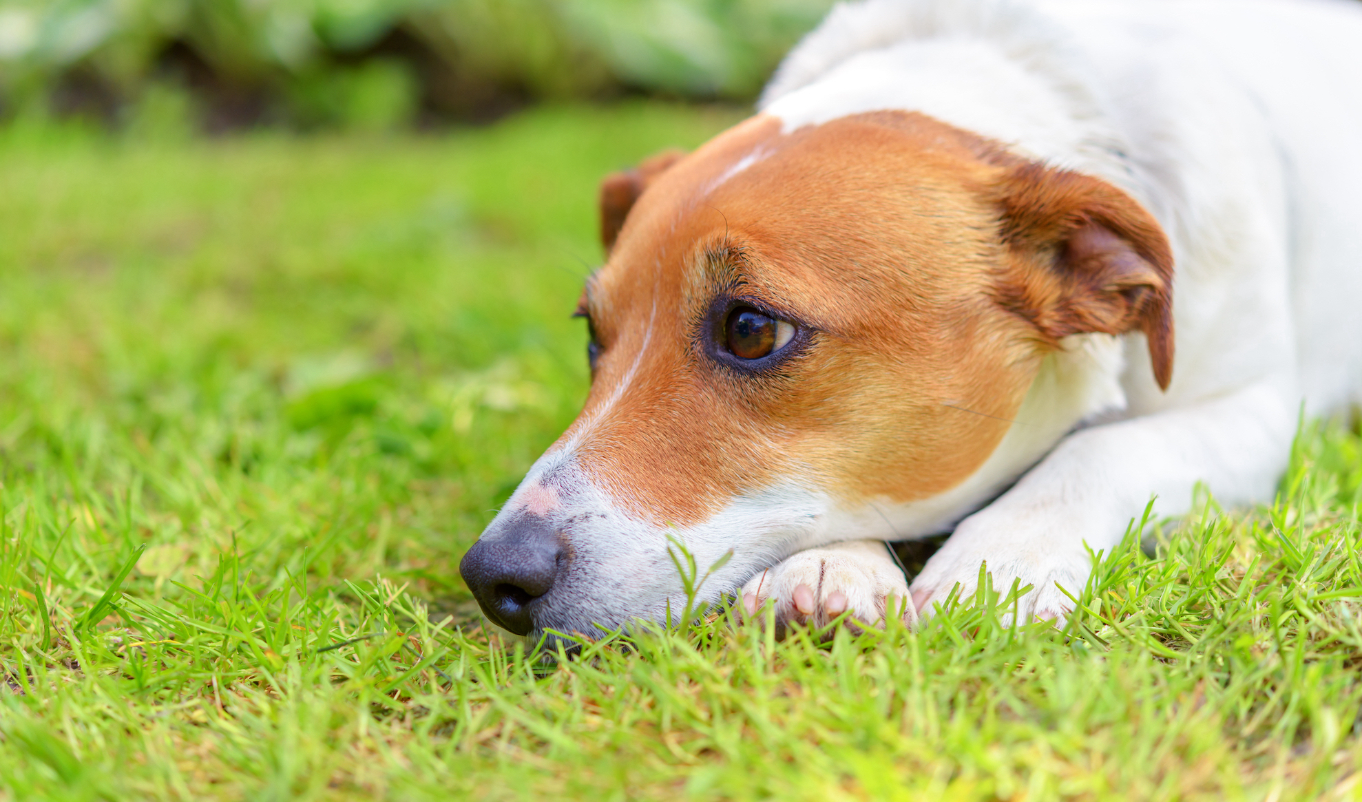 How To Help A Constipated Dog The Farmer s Dog