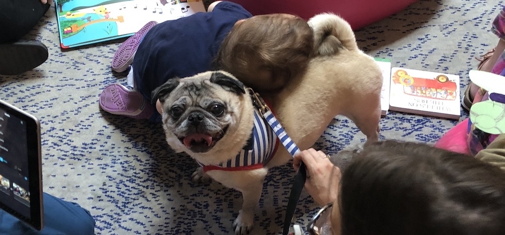 The Dog-Person Questionnaire: Josh Gondelman