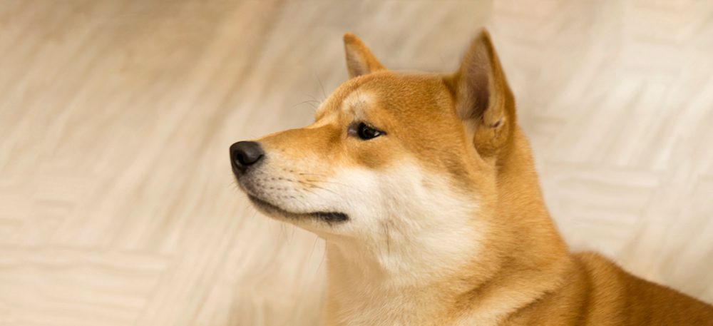 What to feed a dog with colitis top