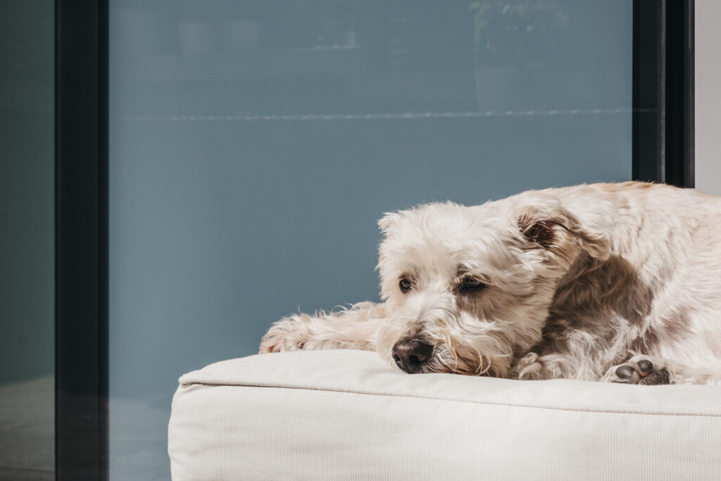 A white dog lies on a white cushion looking out.