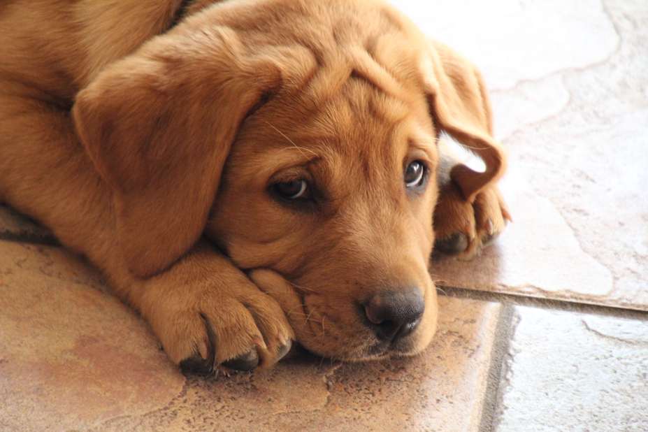 A light-brown dog with a wrinkly face looks lazily up at the camera as it lies on a tile floor.