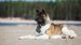 The Akita Breed Guide: Personality, History, Training, Food, and More