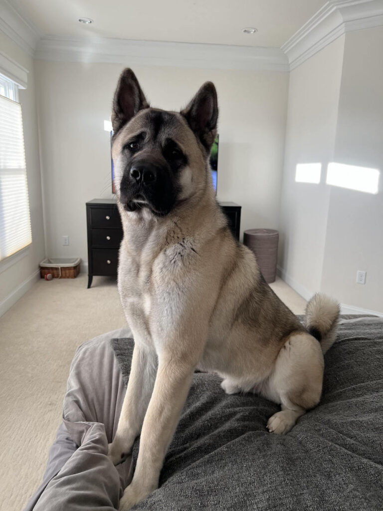 The Akita Breed Guide Personality, History, Training, Food, and More