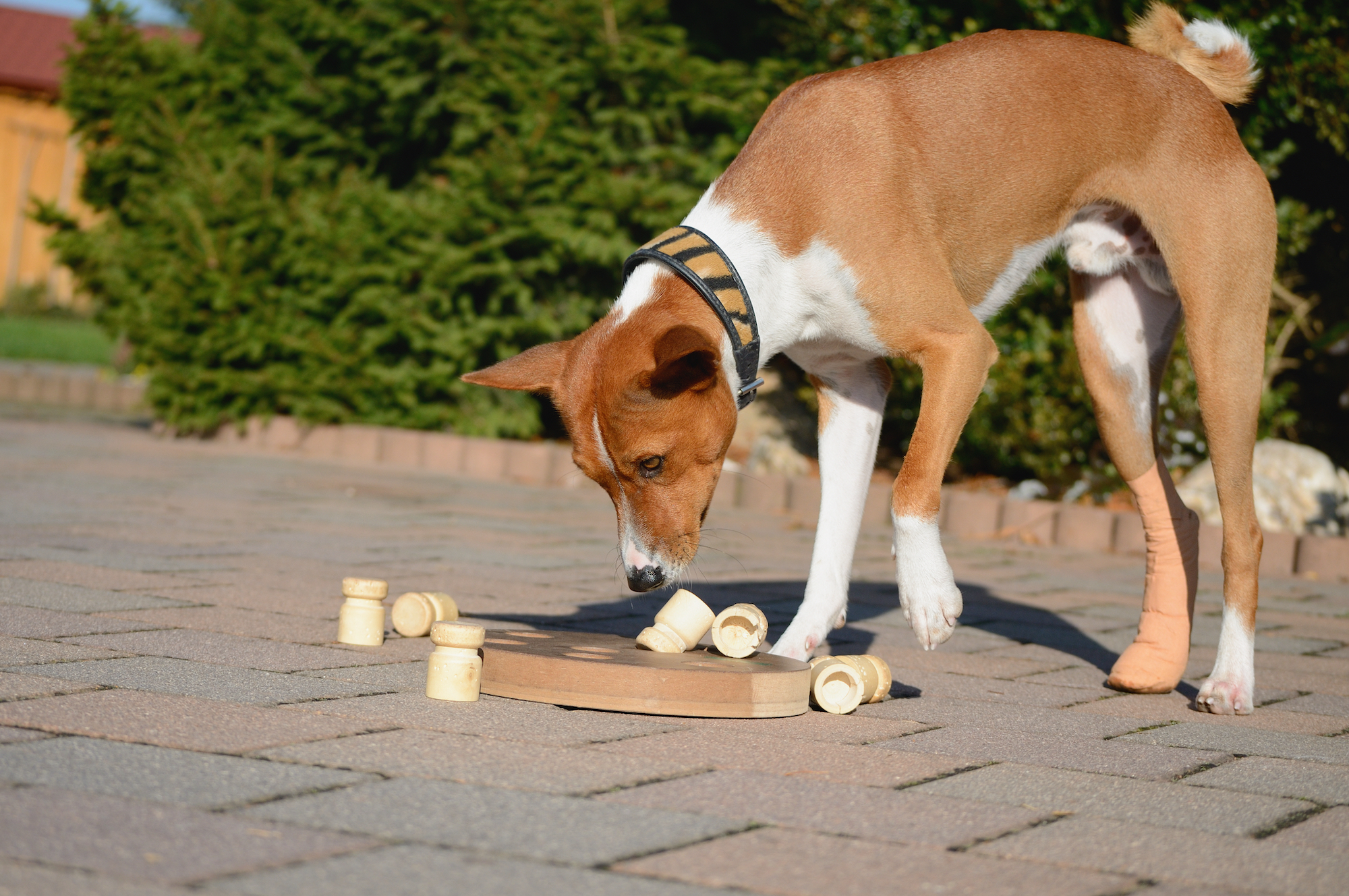 Dog Mental Stimulation, Mind, Brain Games, Physical Training & Mental  Exercise for Dogs: Canine Enrichment Activities Games, Positive  reinforcement, Bonding, Behavior Modification for Dogs & Puppies by Dr.  Casadei Millano