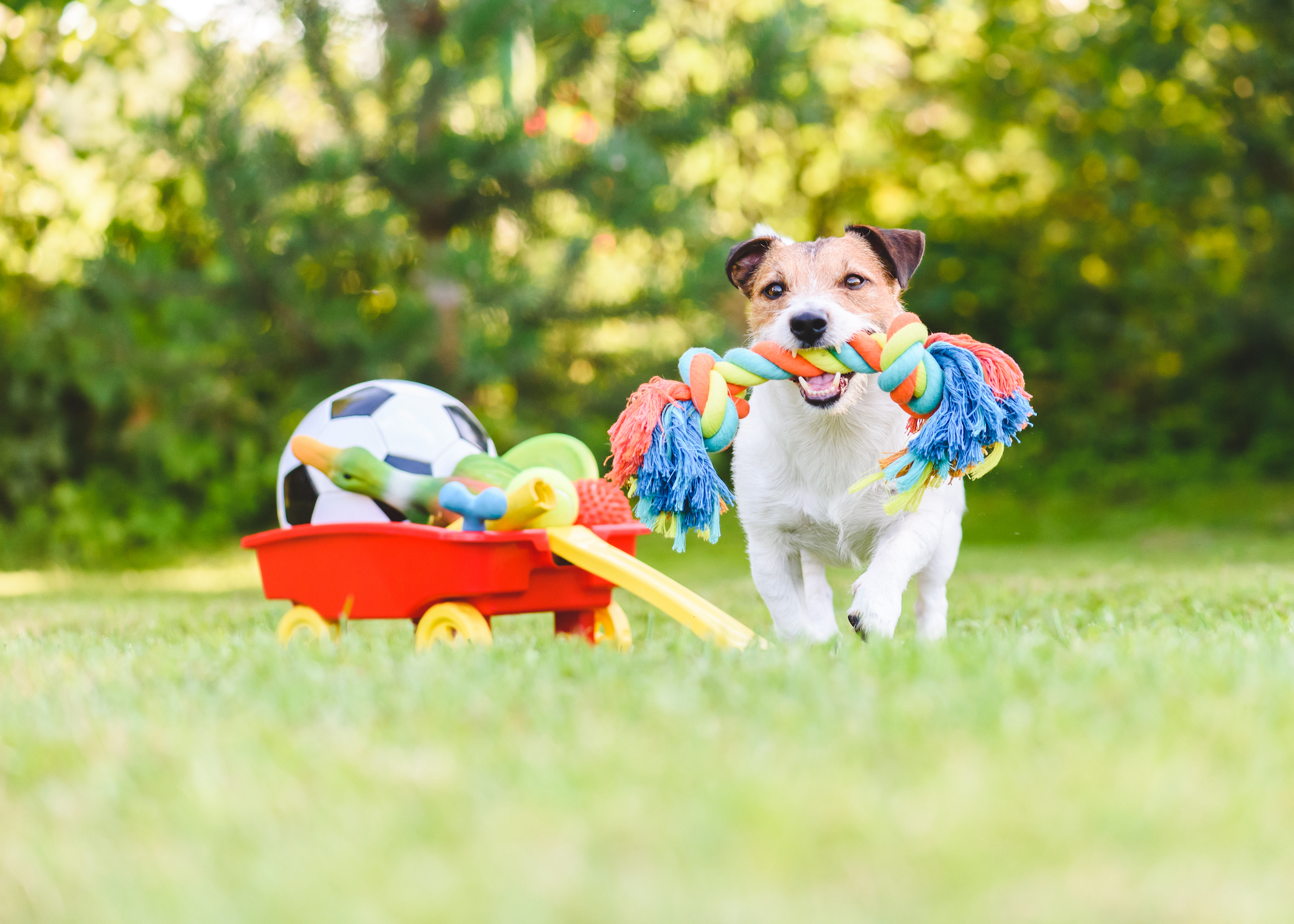 Dog Brain Toys Mind Game CHALLENGE Your Dog 