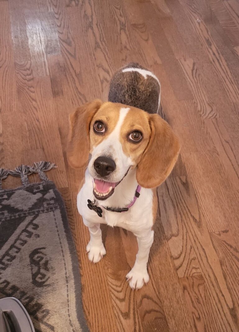 How to Adopt One of the 4,000 Beagles Rescued from a Virginia Breeding