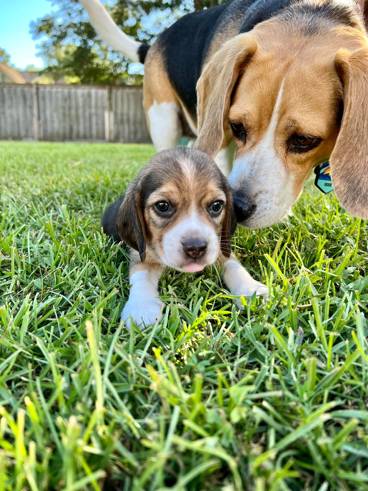 Happy Life Beagle Rescue