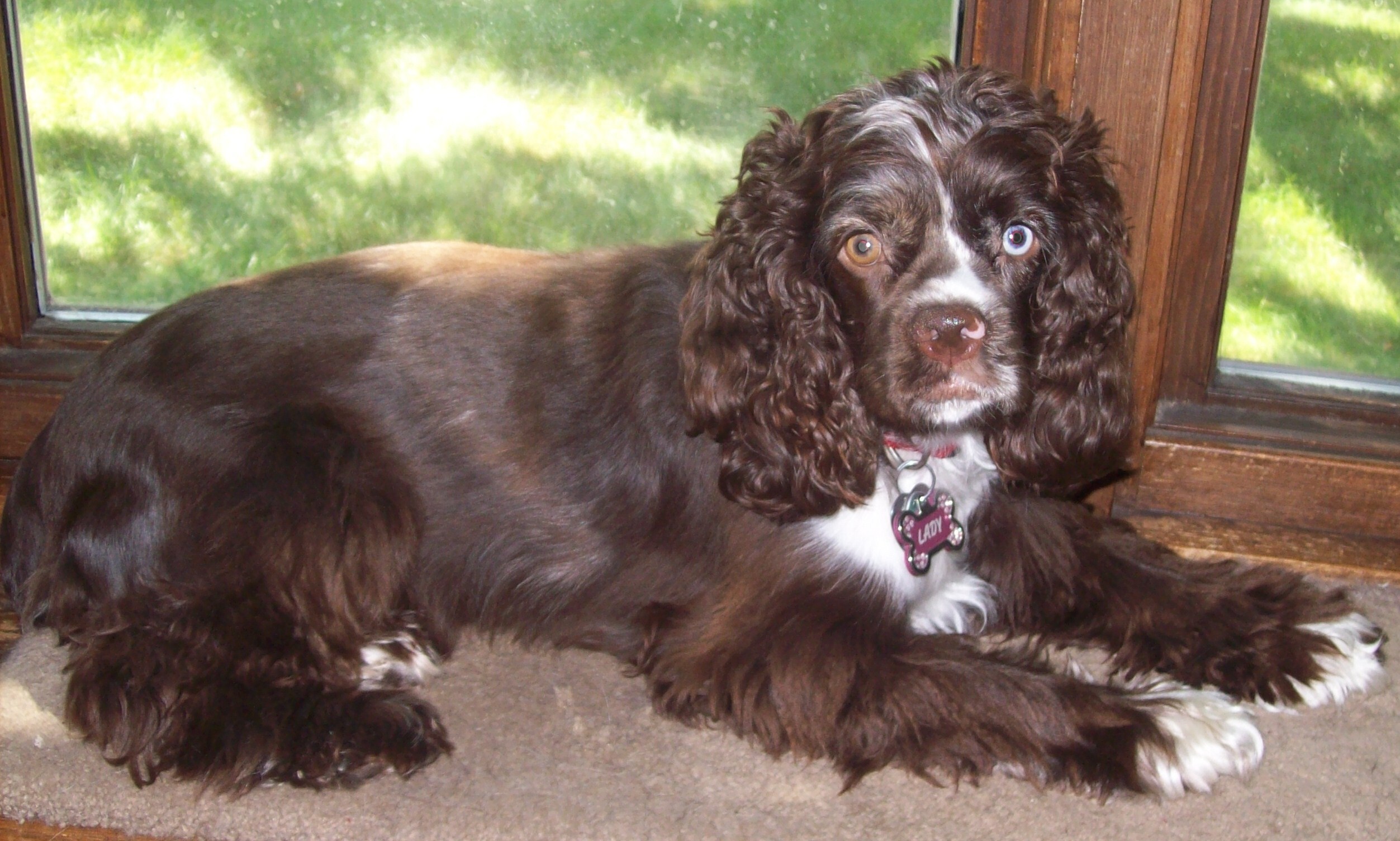The Cocker Spaniel Breed Guide: Personality, History, Training, Food, and  More - The Farmer's Dog