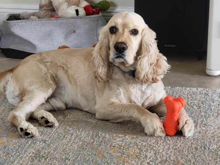 The Cocker Spaniel Breed Guide Personality, History, Training, Food