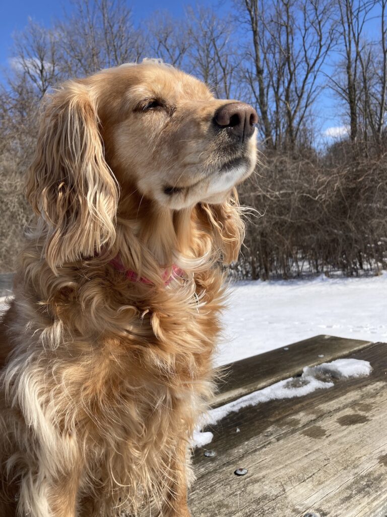 The Cocker Spaniel Breed Guide Personality, History, Training, Food