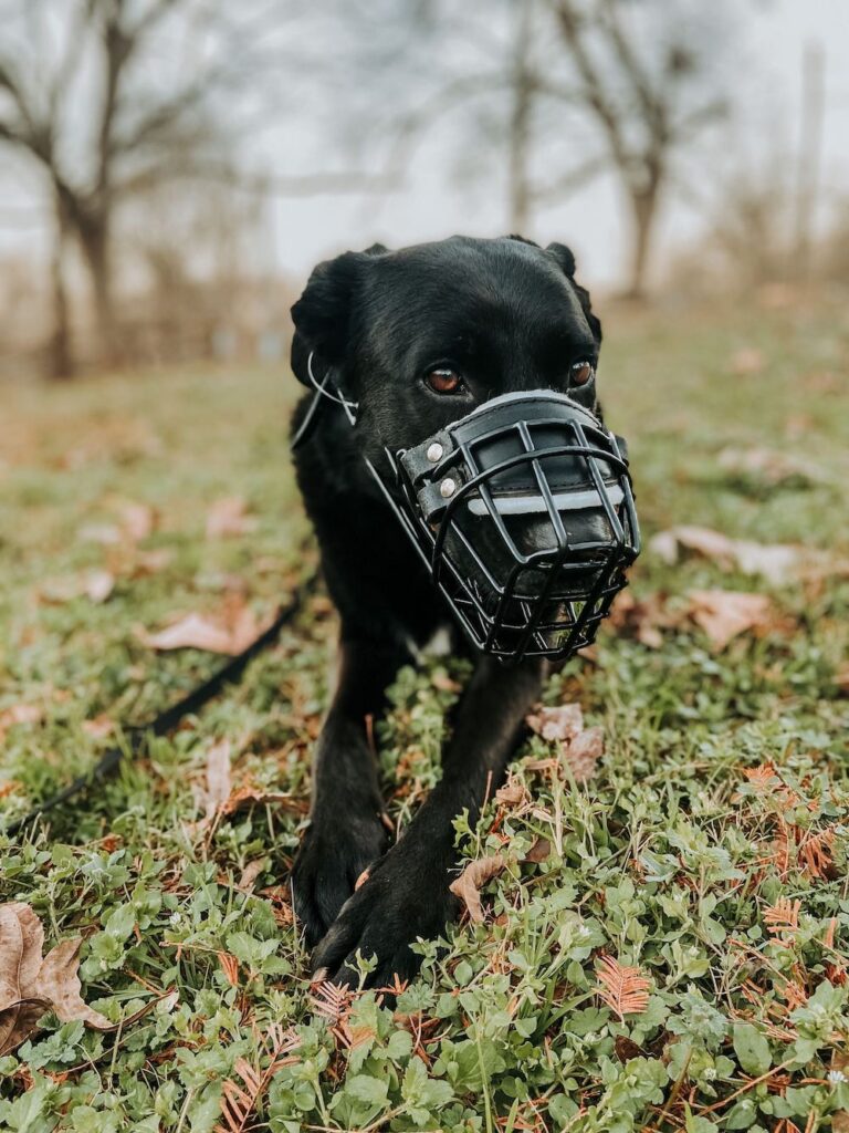 Puzzled by Muzzles? Here’s What To Know About Them The Farmer's Dog