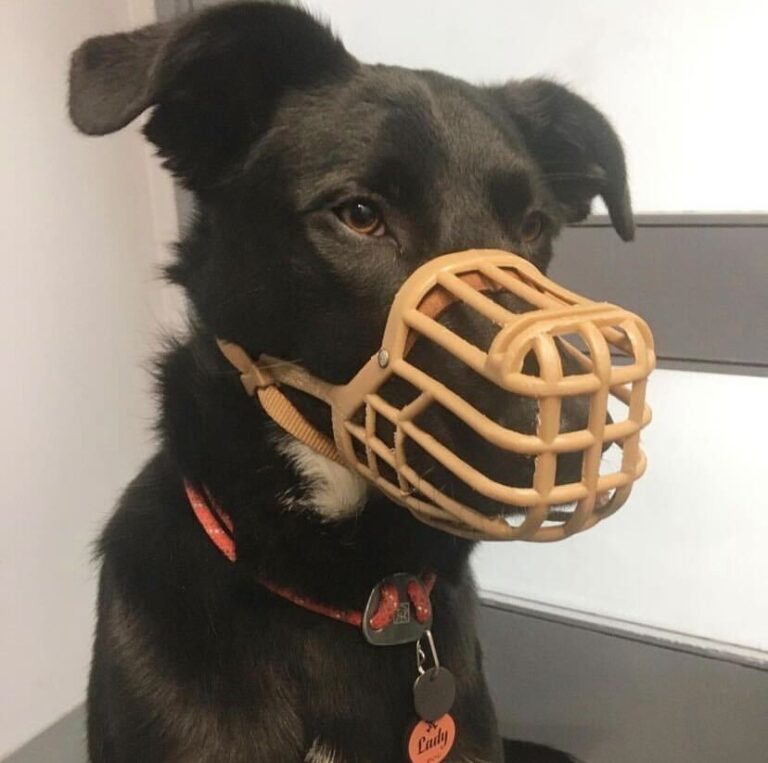 Puzzled by Muzzles? Here’s What To Know About Them The Farmer's Dog