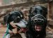 Puzzled by Muzzles? Here’s What To Know About Them