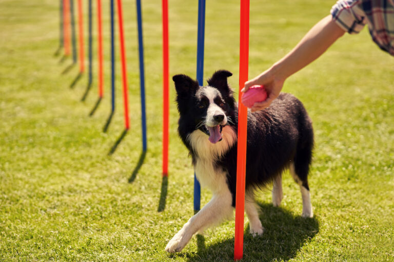 So You Want to Start Your Dog at Agility The Farmer's Dog
